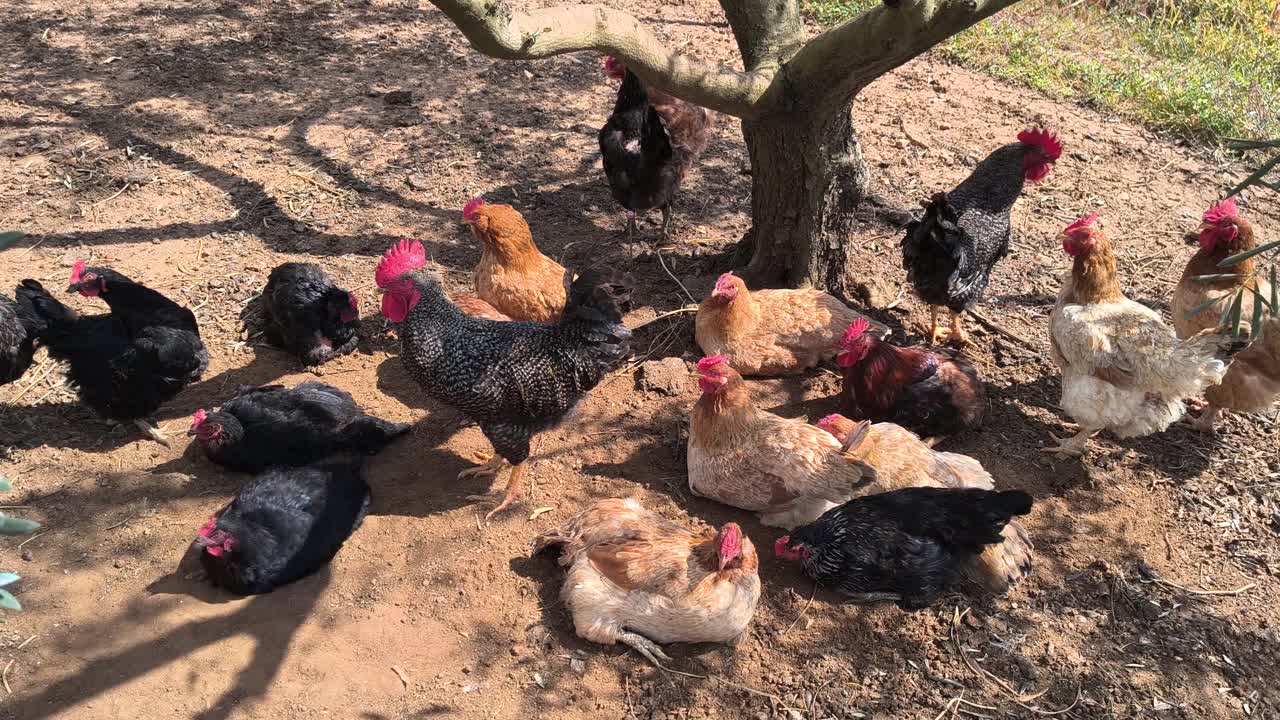 Gallinas descansando a la sombra de un árbol en el patio trasero, avicultura doméstica