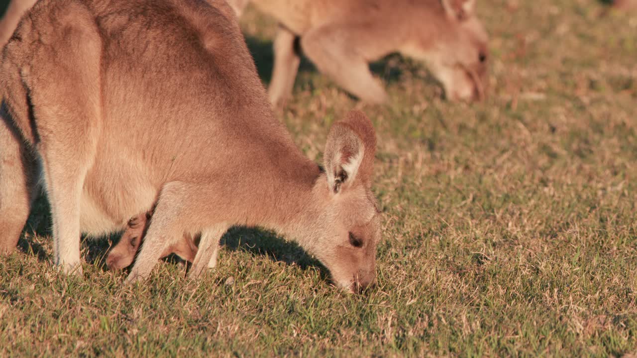A kangaroo joey grazes on sunlit grass in a field, joined by other kangaroos. Warm sunset lighting and steady camera capture a peaceful wildlife moment