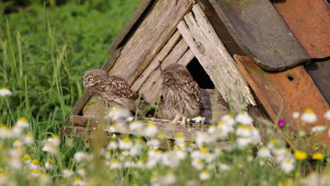 Kleines-Eulenküken-Springt-Aus-Eulenhaus-Und-Setzt-Sich-Neben-Sein-Geschwisterchen