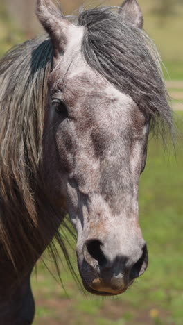 dapple gray horse with light mane waved by light wind stands on paddock field closeup. elite pedigreed equine animal at pastureland slow motion