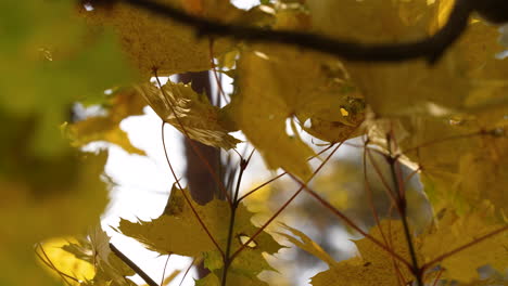 Autumn-leaves-from-below-with-sunlight-filtering-through