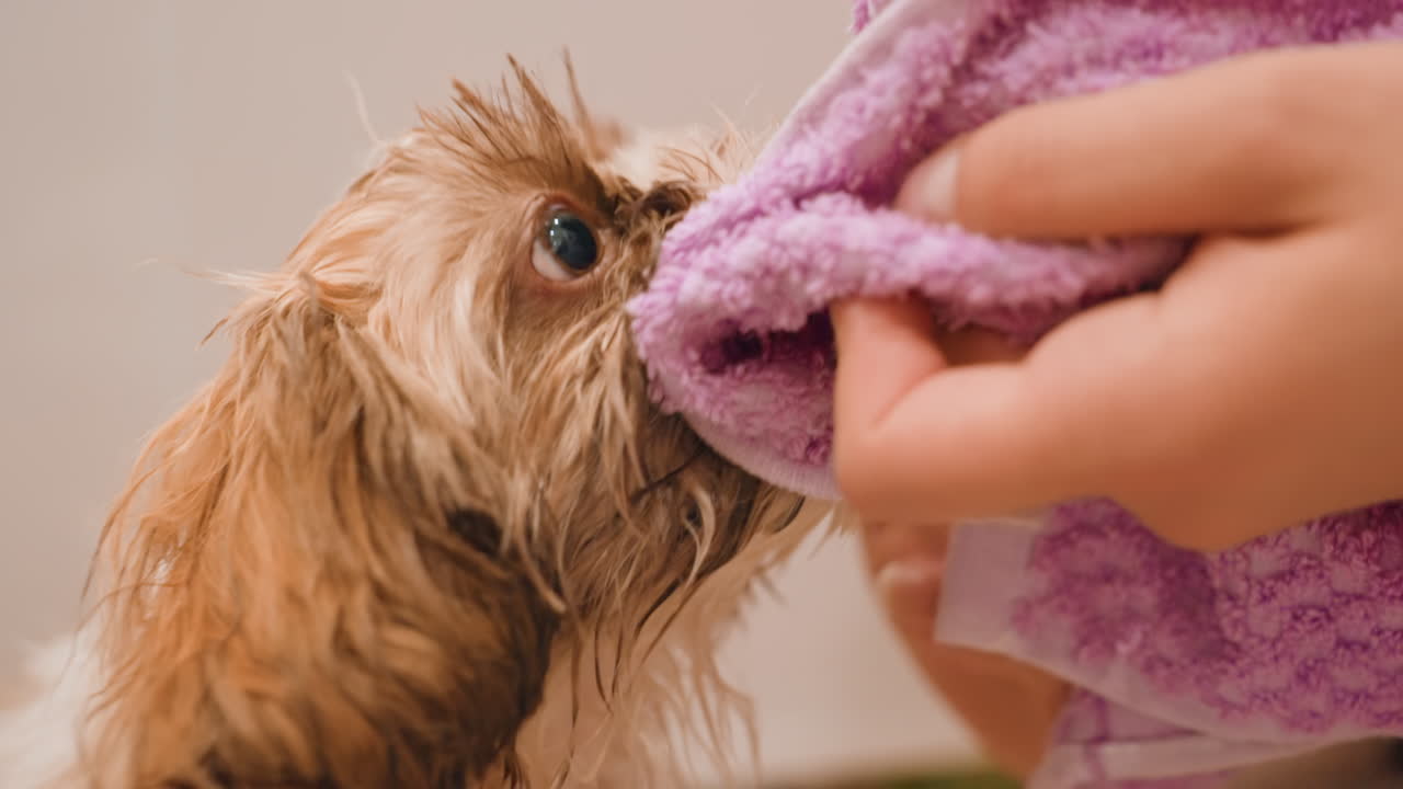 White Girl Drying Puppy Face With Purple Towel Closeup, Soft Brown Fluffy Puppy Comforted By Gentle Hands On Tile Bathroom Floor, Intimate Cozy Mood, Nurturing Care And Calm Bonding Moment
