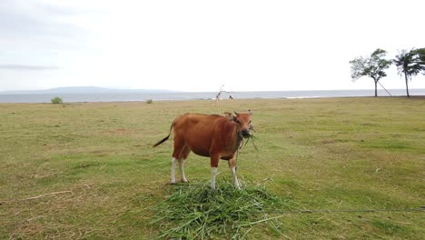Bali-cow-walks-grazing-on-the-grass-meadow,-cinematic-symmetric-shot