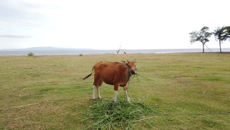 bali cow walks grazing on the grass meadow, cinematic symmetric shot