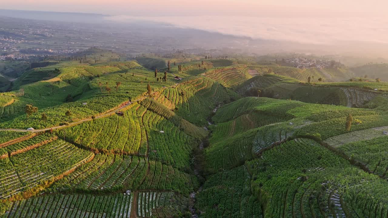 Veduta aerea panoramica delle piantagioni di tabacco sui pendii del monte Sumbing, Indonesia.