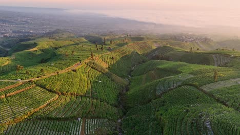 panoramic aerial view of the tobacco plantations on the slopes of mount sumbing, indonesia