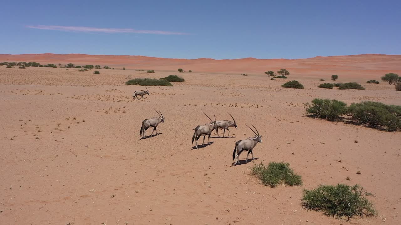 Antelopes can be seen in an aerial video running through Namibia's desert on a sunny day