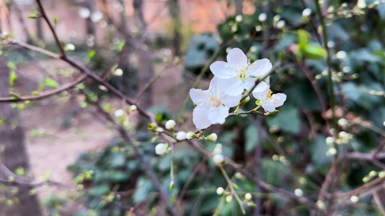 Tehran cherry blossom festival celebrates urban beauty in Serene gardens blend eco-friendly design with cultural heritage in outdoor events showcase seasonal pink petals peaceful and tranquil scenery
