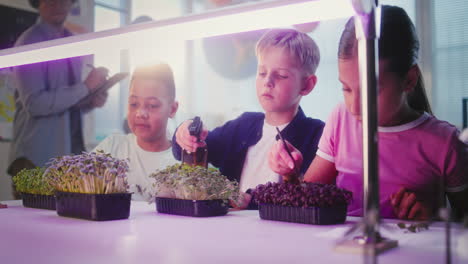children growing microgreens in a classroom