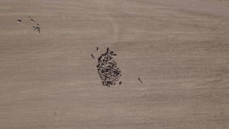 two bedouin women herding sheep, with a flock of sheep in a dry and open area without vegetation - top down view