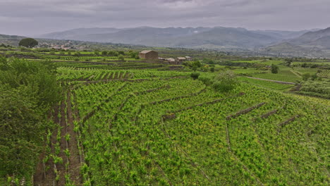 Bodega-Sicilia-Italia-Toma-Aérea-V3-De-Seguimiento-Cinematográfico-Sobrevuelo-Con-Drones-Que-Captura-El-Vasto-Terroir-De-Viñedos-En-La-Finca-Vinícola,-Enclavada-En-La-Ladera-Montañosa---Filmado-Con-Mavic-3-Cine---Junio-De-2023