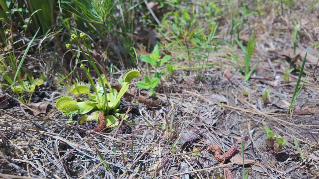 Dionee muscipula che crescono allo stato selvatico nel Carolina Beach State Park.