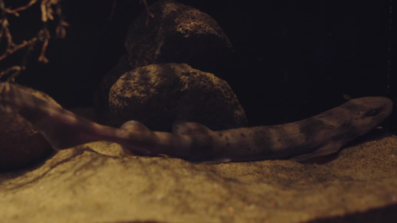 galeus nipponensis nakaya- es bastante largo y tiene un hocico puntiagudo con monturas oscuras a lo largo de la espalda y la cola en numazu, japón