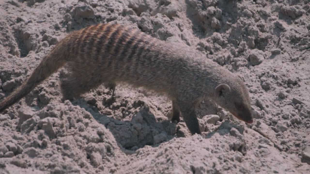Banded Mongoose in the wild and walking around