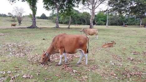 Viehhaltung,-Bali-Kühe-Mit-Ausreichend-Platz-Zum-Leben,-Bäume,-Die-Der-Herde-Schatten-Spenden