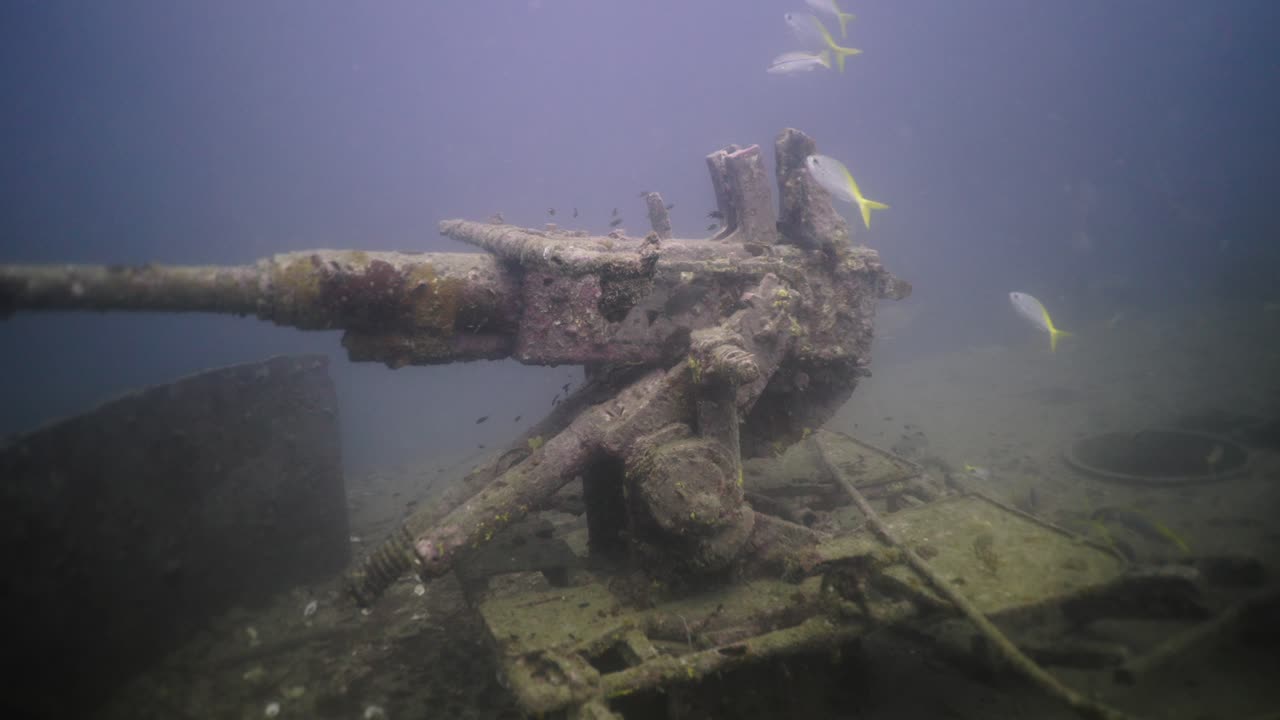 Underwater Shipwreck Gun and Marine Life