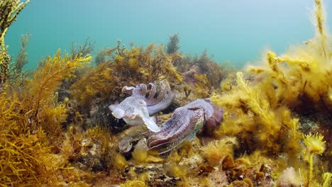 Riesige-Australische-Tintenfische-Sepia-Apama-Migration-Whyalla-Südaustralien-4k-Zeitlupe,-Paarung,-Eier-Legen,-Kämpfen,-Aggregation,-Unter-Wasser