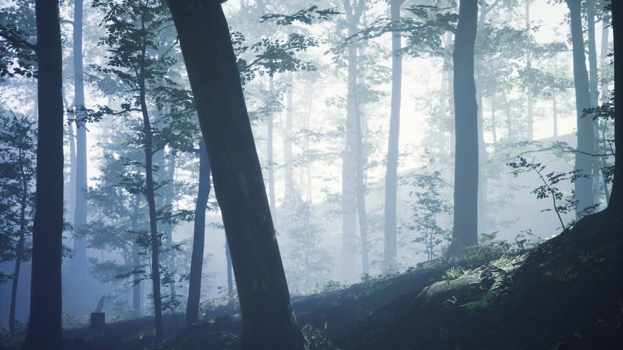 Misty forest with tall trees and soft light creating a serene atmosphere