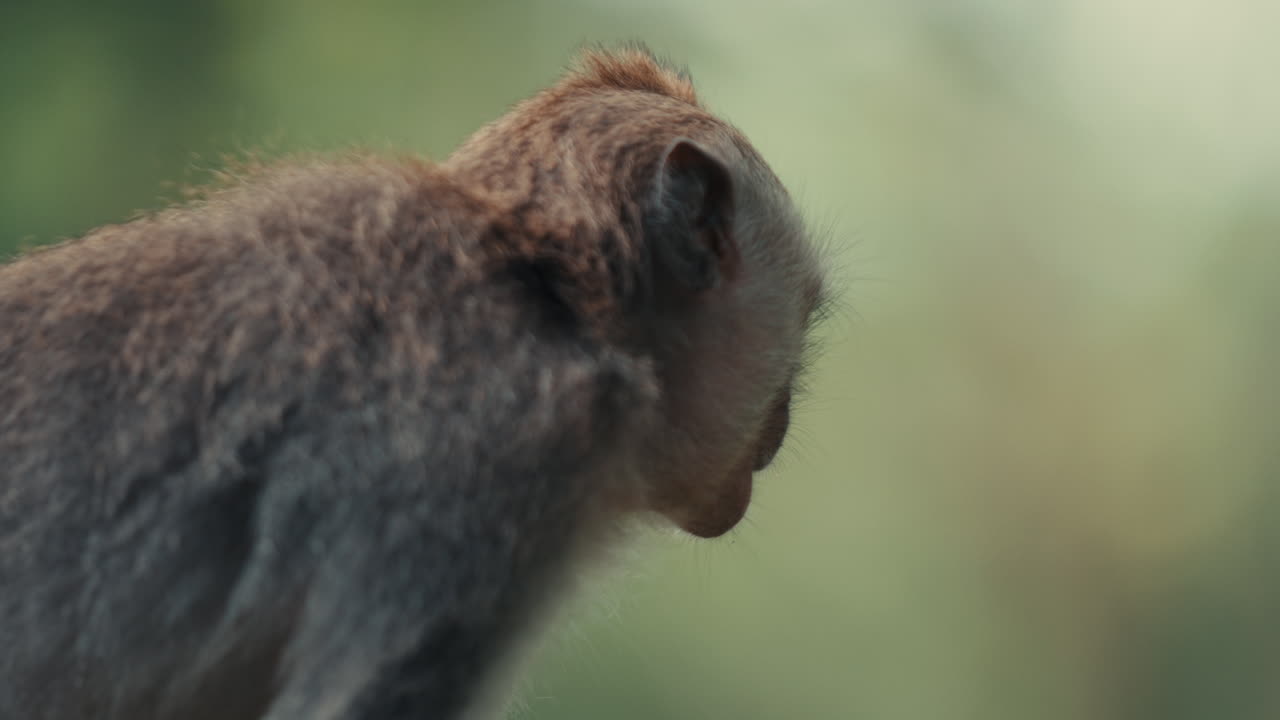 High-quality footage of a Balinese macaque in a serene moment of observation, featuring a shallow depth of field that emphasizes the animal's connection with the jungle