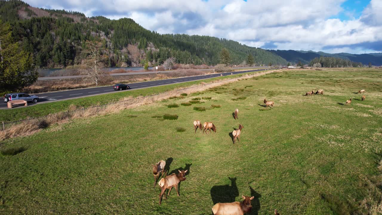 hermosa toma aérea de drones de 4k con vistas a los alces salvajes en el área de observación de alces de dean creek en reedsport, oregon