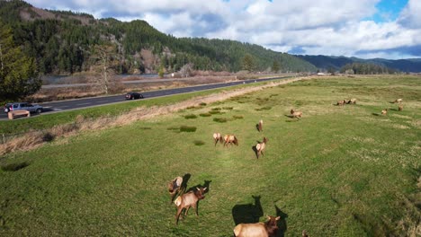 Wunderschöne-4K-Drohnenaufnahme-Aus-Der-Luft-Mit-Blick-Auf-Wilde-Elche-Im-Elchbeobachtungsgebiet-Dean-Creek-In-Reedsport,-Oregon