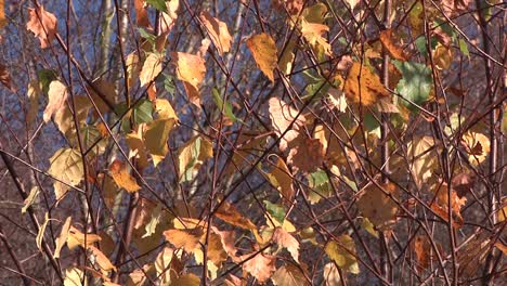 leaves on silver birch tree blowing in breeze