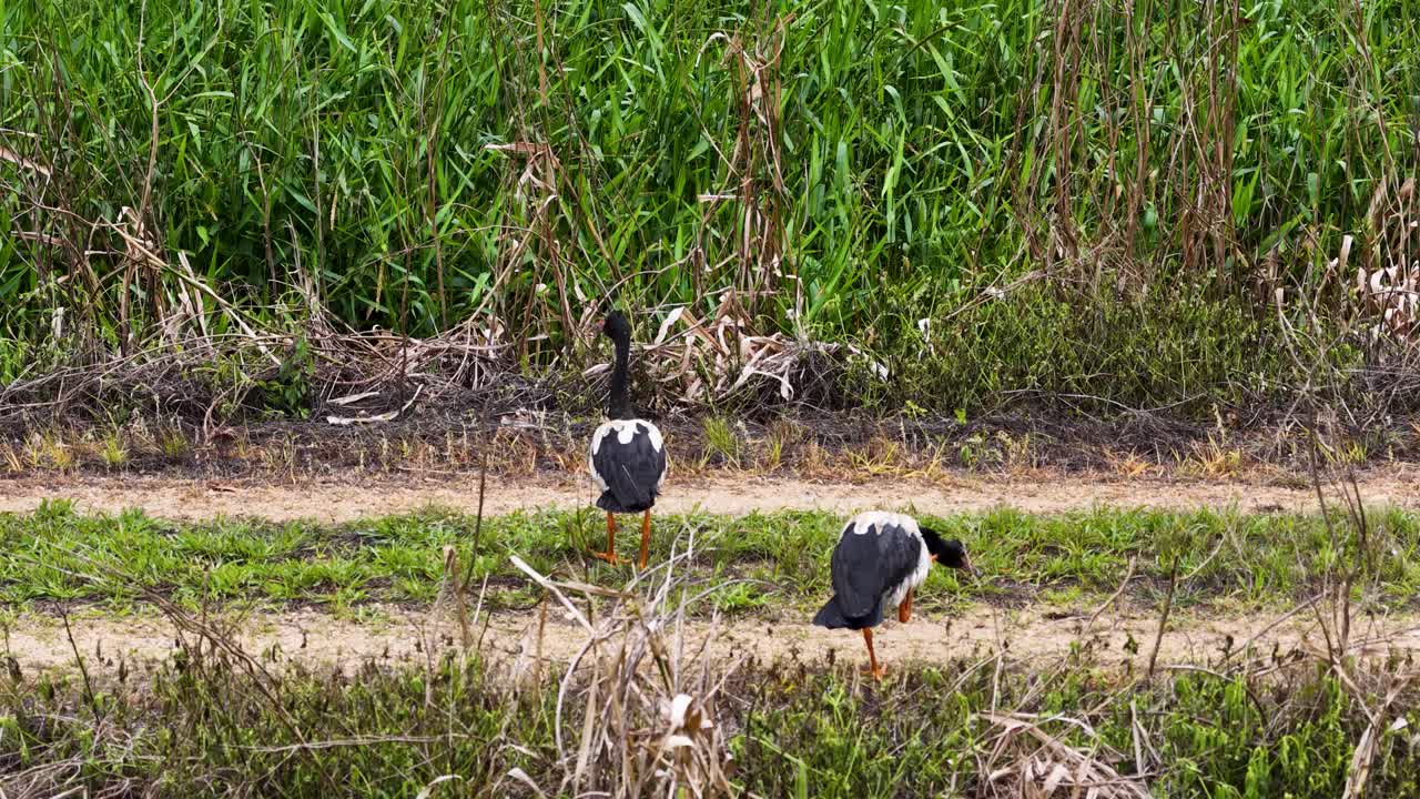 Two wild ducks walk and forage on a grassy path beside dense rainforest vegetation in Port Douglas, Australia. Natural daylight, static medium shot
