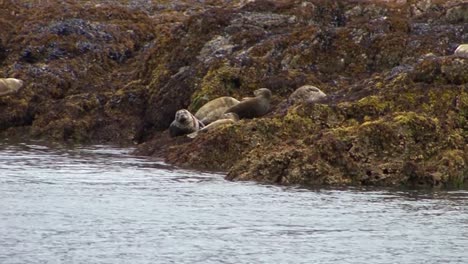 Focas-Paradas-En-La-Costa-Rocosa-De-Una-Pequeña-Isla-En-Alaska,-Una-Mira-Hacia-La-Cámara