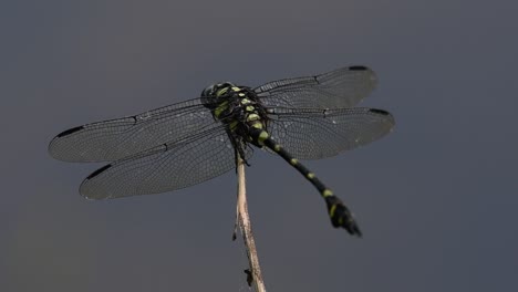 la libélula de cola de brida común se ve comúnmente en tailandia y asia