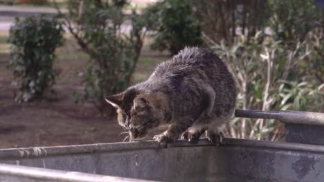 Close-up-isolated-shot-of-stray-gat-with-grey-fur-balancing-on-a-big-trashcan-120fps