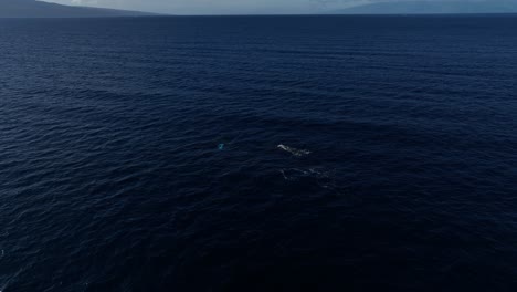 humpback whales swimming between two hawaiian islands at sunset