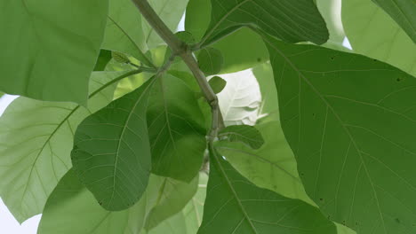 detail of tree foliage in a nature preservation area