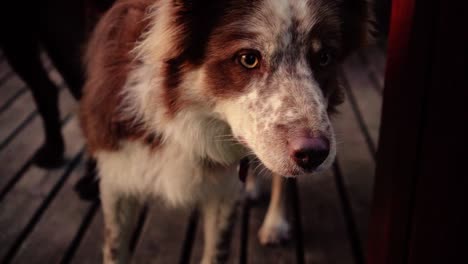 Einige-Erstaunliche-Nahaufnahmen-Des-Schönen-Hundes-Im-Sonnenunterganglicht