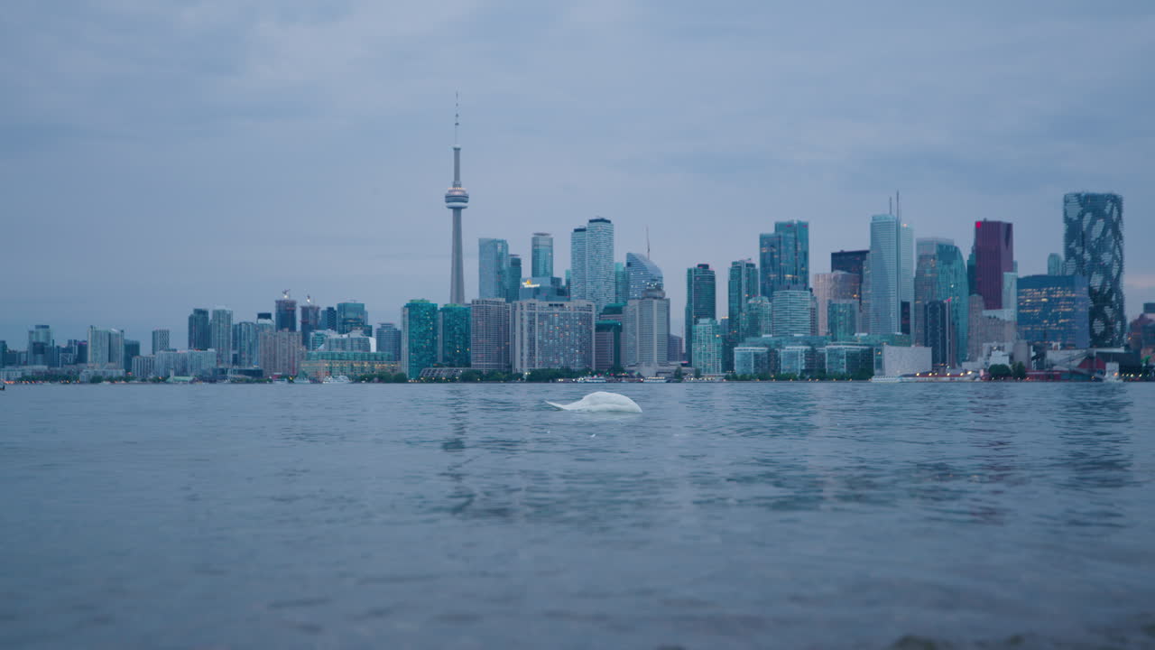 Toronto City Skyline at Dusk, White Swan in foreground - Static