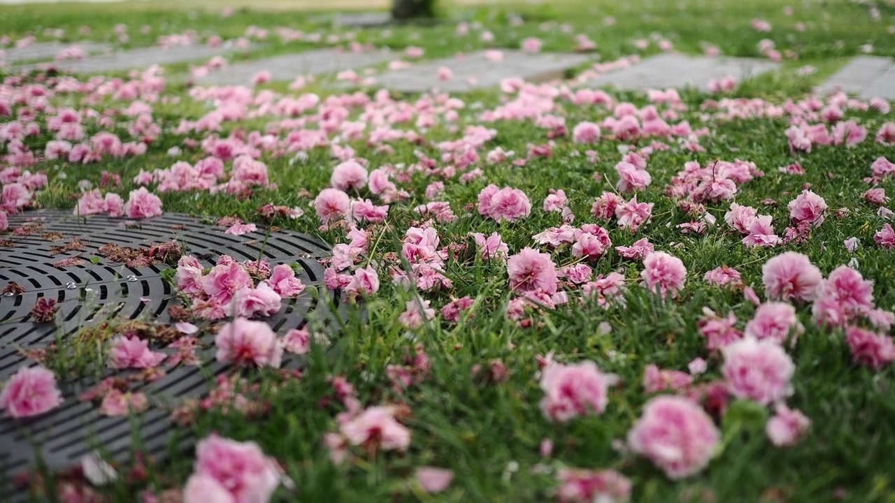 Flores Cor-de-Rosa Caídas Cobrindo Grama Verde Exuberante