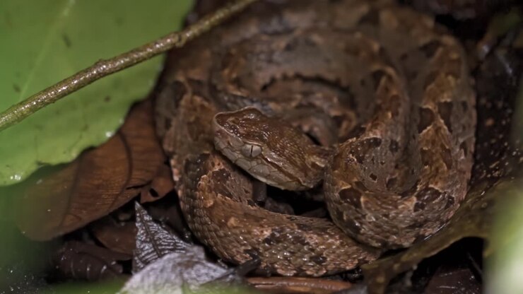Uma jararaca-do-norte (Bothrops asper), uma víbora venenosa, está enrolada no chão da floresta no setor Sirena do Parque Nacional Corcovado, Costa Rica.