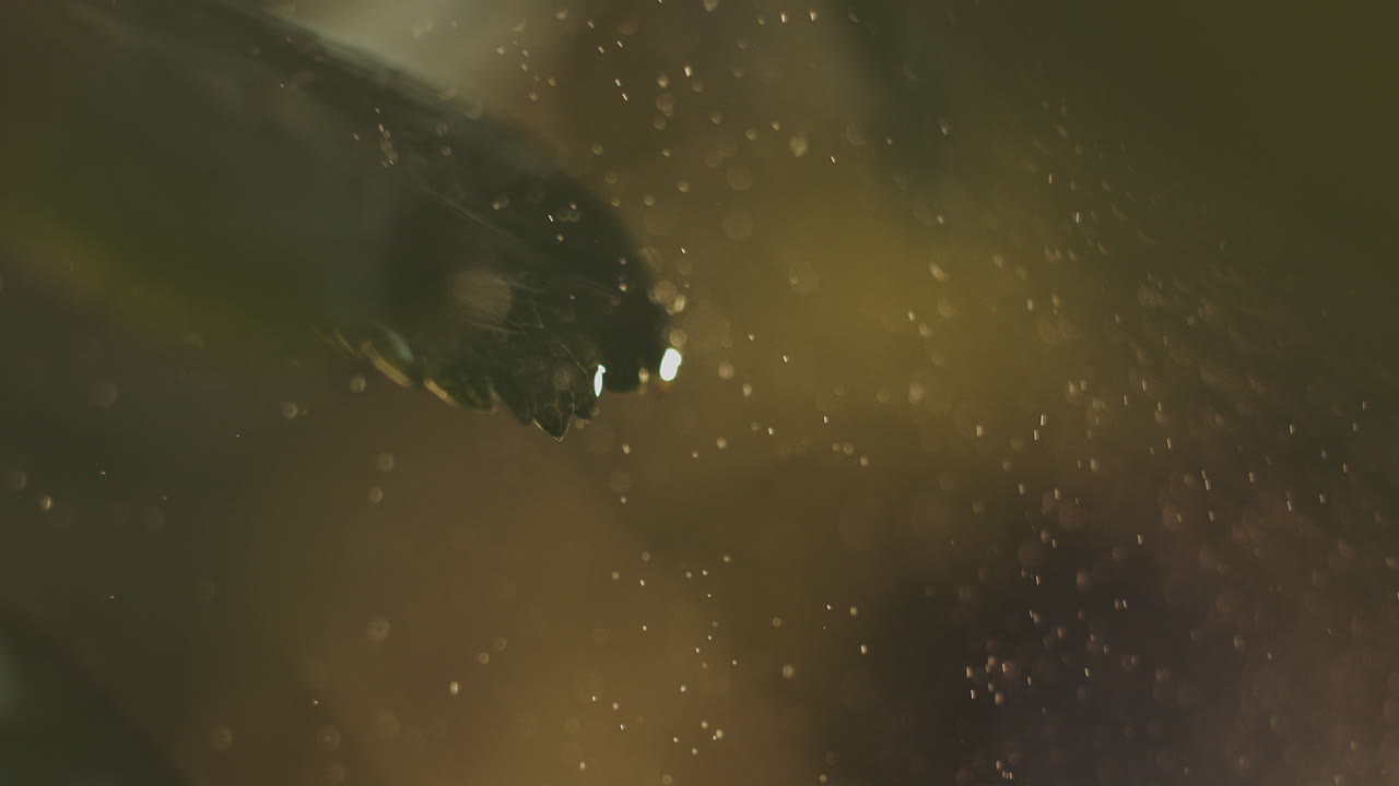 gotas de agua en una hoja