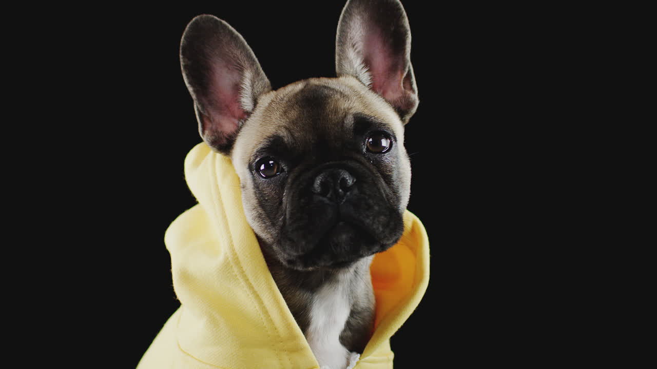 검은 바탕에 후디를 입은 프랑스 불도그 강아지의 스튜디오 초상화