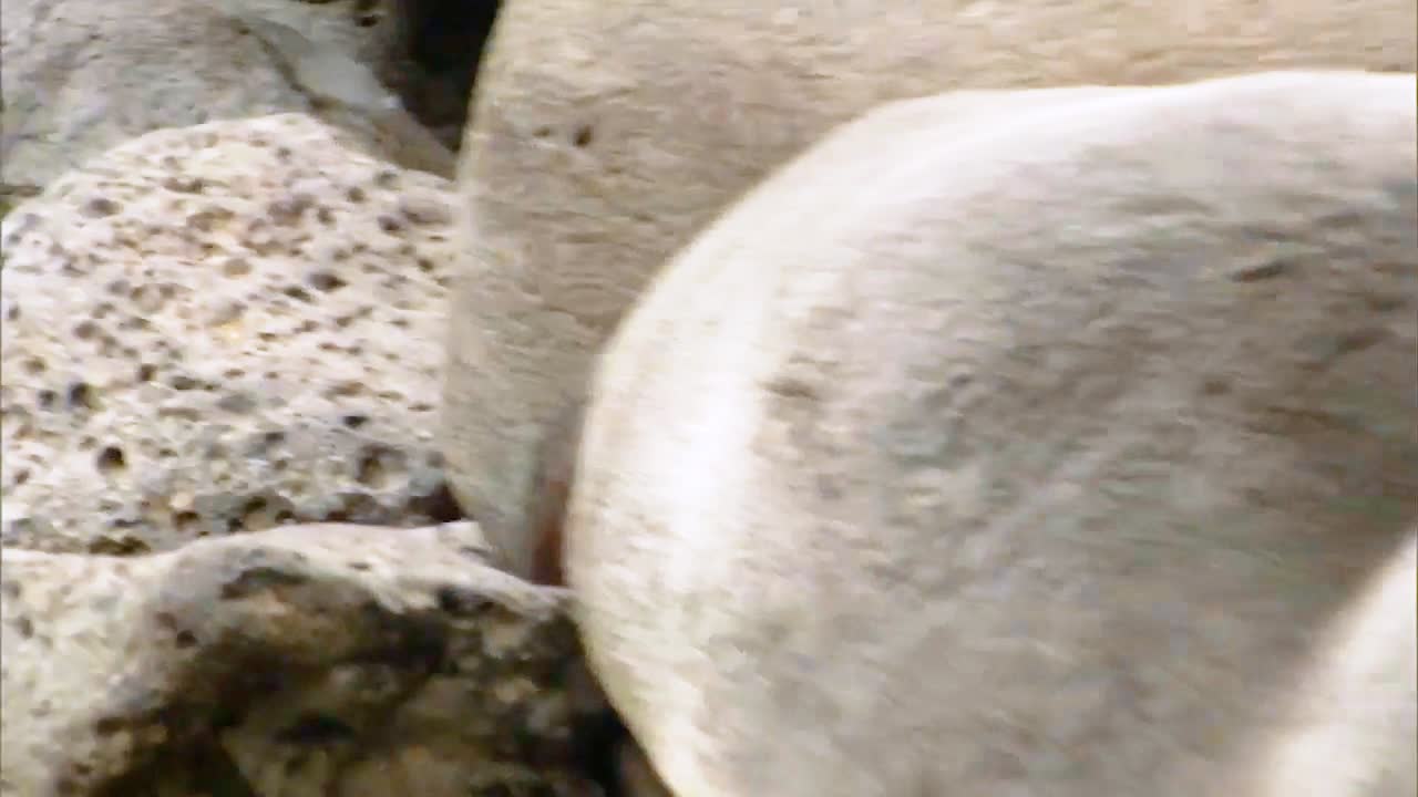 un lobo marino del norte dando a luz en una playa en las islas pribilof