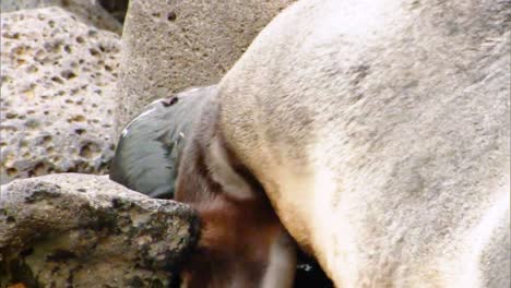 A-Northern-Fur-Seal-Giving-Birth-On-A-Beach-On-the-Pribilof-Islands