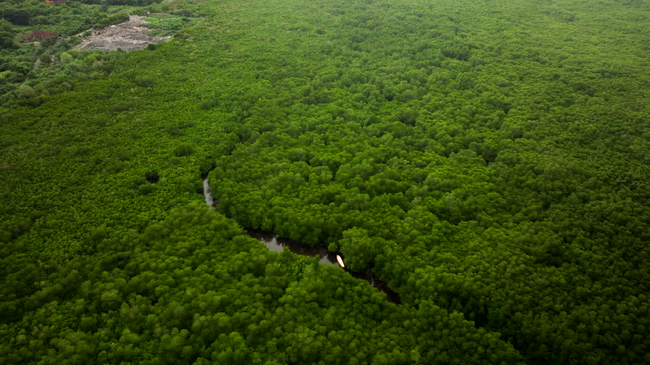 인도네시아 발리의 누사 렘본간 섬에 있는 울창한 맹그로브 숲