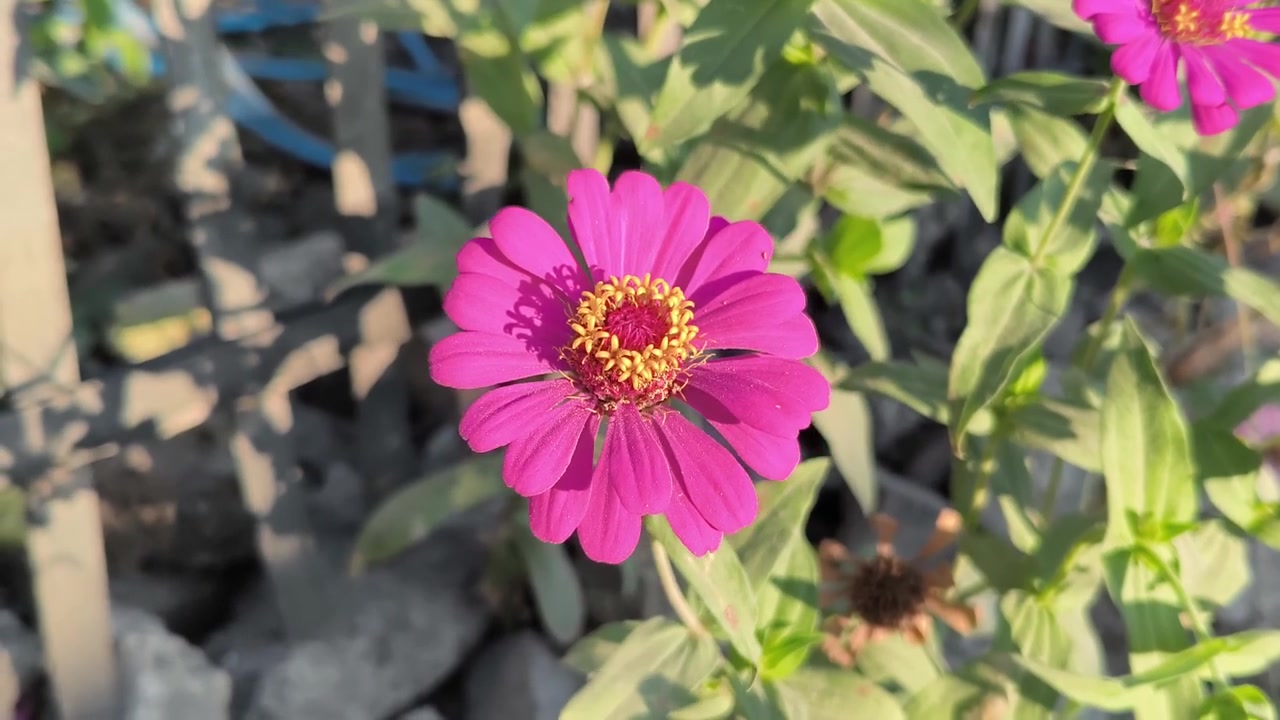 Mano che tocca delicatamente un fiore di zinnia rosa vivace in un giardino