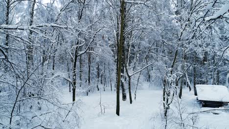 Verschneite-Äste-Im-Wald.-Wintermärchen-Hintergrund