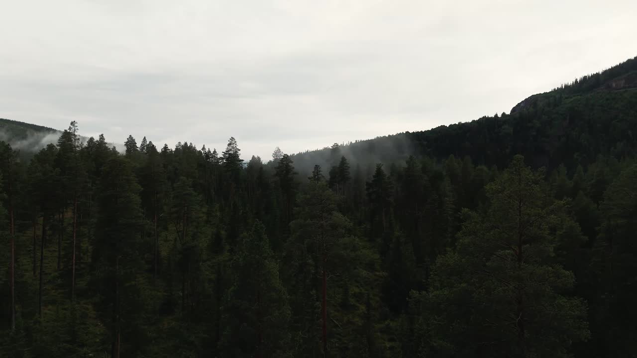 Serene aerial view of forest trees with mist and fog giving a mystical and tranquil atmosphere