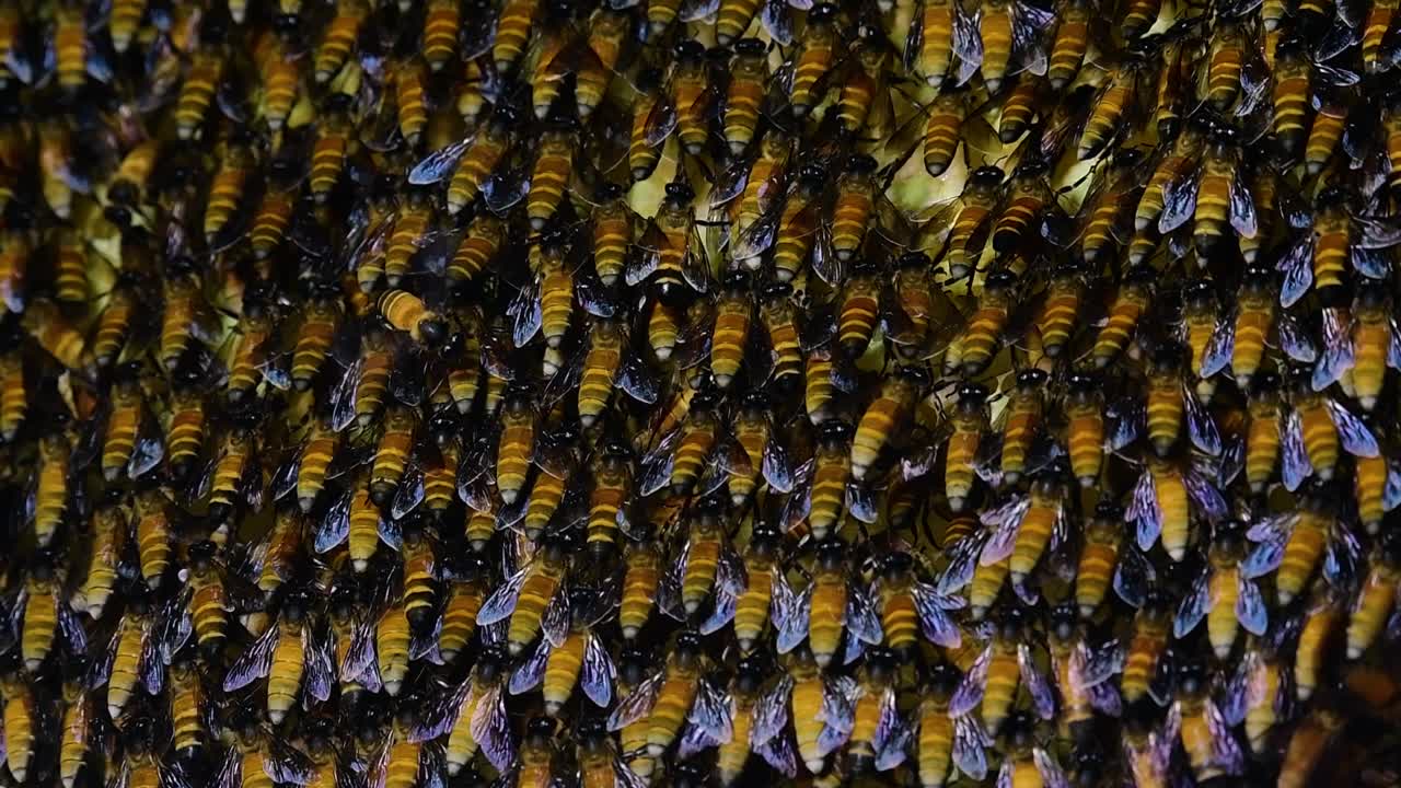 se sabe que las abejas melíferas gigantes construyen grandes colonias de nidos con bolsillos simétricos hechos de cera para almacenar miel como fuente de alimento.