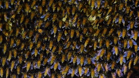 giant honey bees are known to build large colonies of nest with symmetrical pockets made of wax for them to store honey as their food source