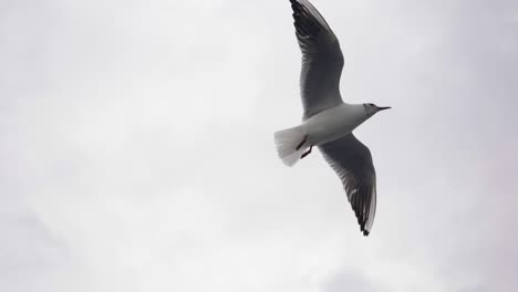 single seagull gliding through the gray sky, slow motion close up