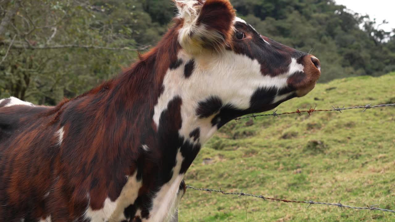 A brown-white cow stands by a barbed fence in Cocora Valley, Close up