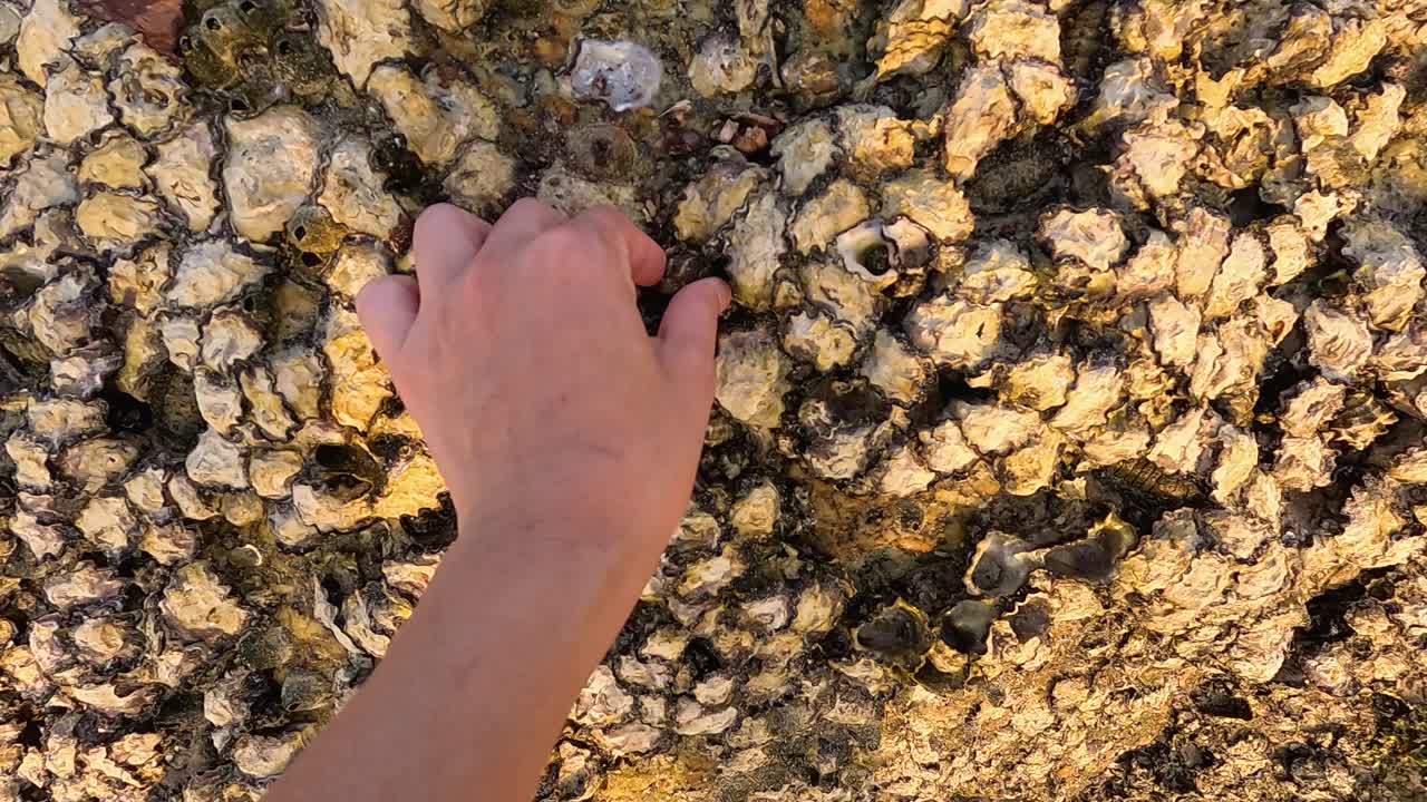 A hand carefully picks oysters from a sunlit rocky surface in Phuket, Thailand, during sunset