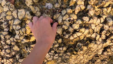 a hand carefully picks oysters from a sunlit rocky surface in phuket, thailand, during sunset